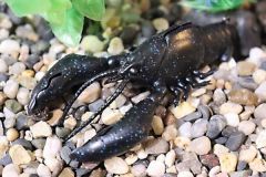 The Sleeper Craw imitates a crayfish very well.