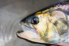 The shad is a combative and exciting migrant