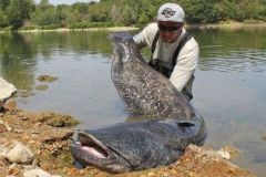 Fishing for catfish with lures on the Loire, guaranteed sensations