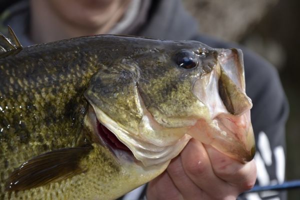 Lure fishing for black bass, tips for success