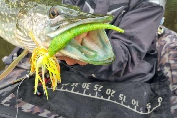 Summer pike fishing, choosing the best lure colors