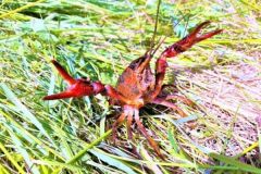 Crayfish fishing, easy and fun