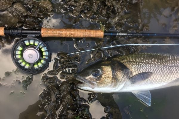 Fly fishing for sea bass and mullet on sight in Brittany