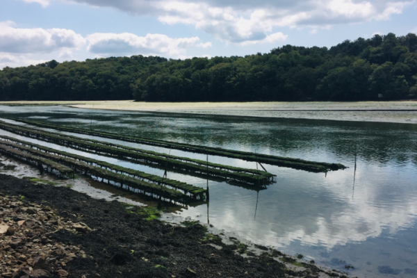 Oyster beds are excellent spots for sea bass
