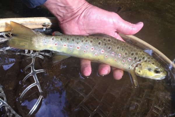 Explosive trout fly fishing with grasshopper imitations