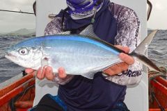 Comade trevally caught on a small jig