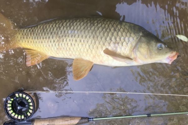 Carp sight fishing, fly fishing in the South of France