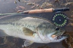 Black bass on a surface fly offers exceptional sensations