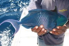 Madagascar blue triggerfish
