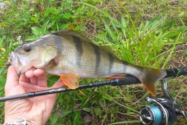 Lure fishing for perch in small rivers in early winter