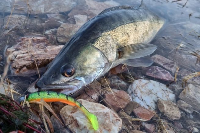 Everything you need to know about pike-perch fishing for successful sessions