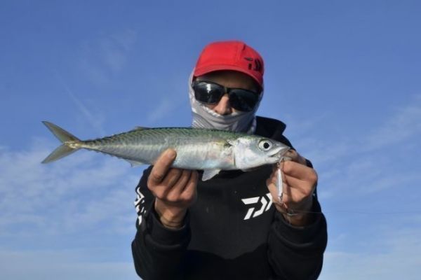 Spanish mackerel lure fishing on Mediterranean hunts