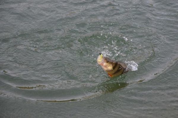 Fishing for perch from the shore in winter