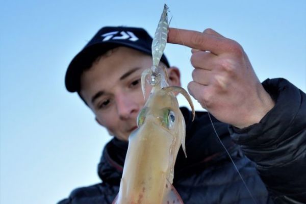 Using staples for bichi-bachi squid fishing