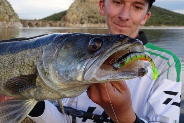 All you need to know about linear pike-perch fishing, tips and tricks