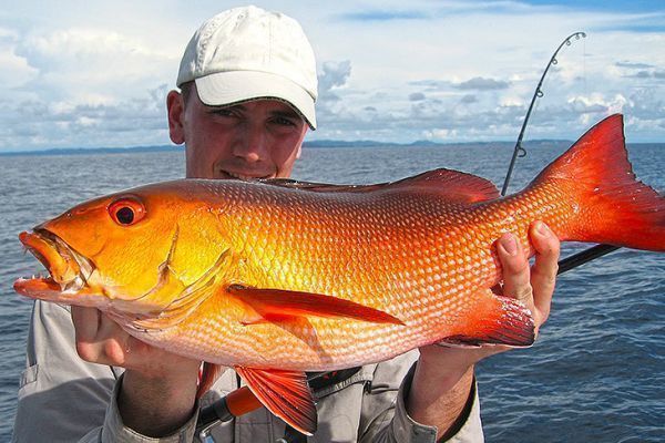 Pretty red dog snapper from the Indian Ocean