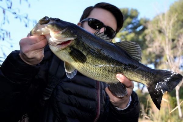 Fishing for black bass in winter