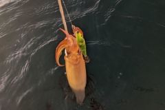 Squid fishing