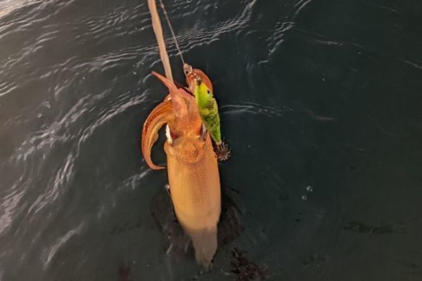 Fishing with Squid for GIANT Fish!?! 