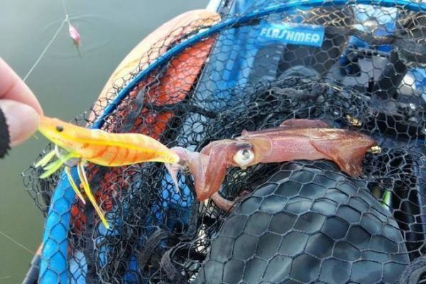 Winter fishing: optimize your squid hunting trips