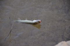 hyd trout carp pike perch bass
