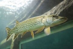 Pike can be seen at the Touraine aquarium!