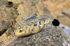 The Dark Sleeper is the perfect imitation of the goby, the prey that sea bass love.