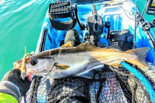 Recreational fishing for pollock is undeniably in danger