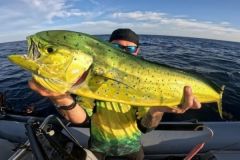 West Indian dolphinfish