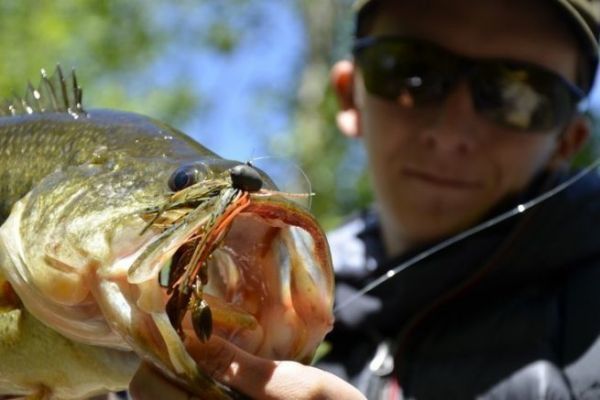 Why do black bass sometimes have red eyes and jaws?