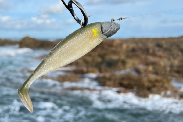 5 complementary soft lures for sea bass fishing on a drag