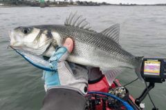 Kayak sea bass fishing in the Abers, finding the right spots