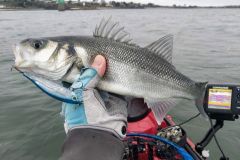 Sea bass fishing trip