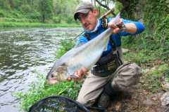 Superb Breton shad caught on a fly on the Blavet river