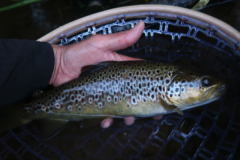 The evening strike is a privileged moment to catch beautiful trout