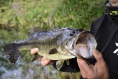 Fishing with finess lures, effective lures to use