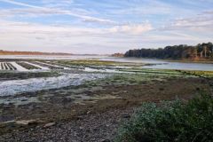 Sea bass fishing on oyster beds