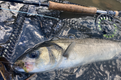 Back to basics and bass catches on this beautiful Breton estuary