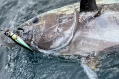 Bluefin tuna caught on Dzanga lure