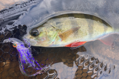 Perch fly-fish well with the right equipment