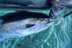 One of the last bluefin tuna of the season!