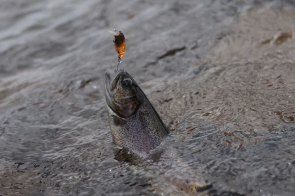 Area trout fishing: the many advantages of crankbaits