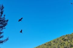 Regulating the Great Cormorant