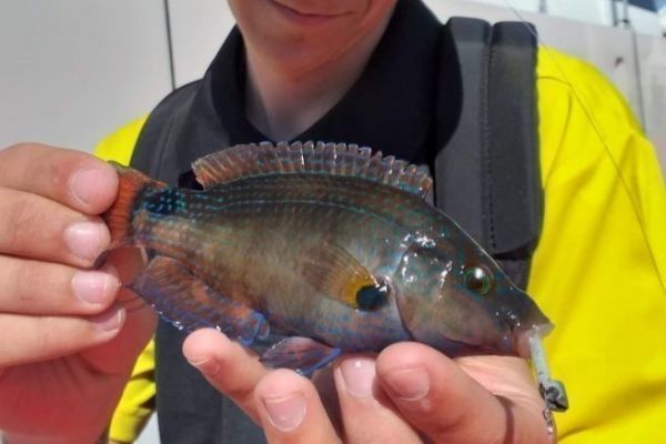 Fishing for wrasse, a meticulous search full of color
