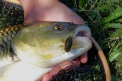 Equipment for fishing chub with insect imitations
