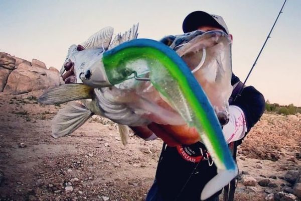 Escria Arteaga : Predator fishing with lures