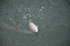 Saupe fishing