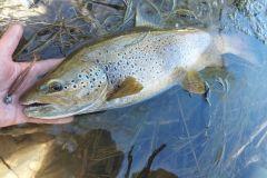 Cheburashka assembly for trout fishing
