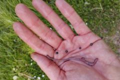 Worm fishing in fishing literature