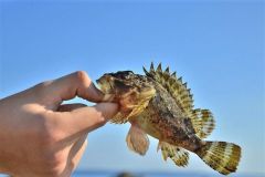 Rockfishing with Power Isome worms, practical and efficient Rockfishing with Power Isome